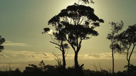 4k Hd tree silhouette in the wind during golden hour Stock Footage 161219953