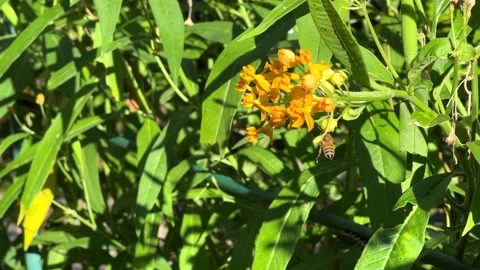 4K HD Video Bee on Milkweed Flowers Stock Footage 322073638