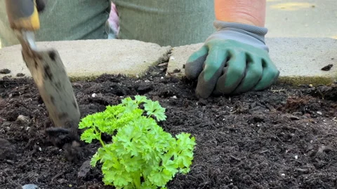 4K HD video close up in backyard garden transplanting parsley plants Video stock 170330620