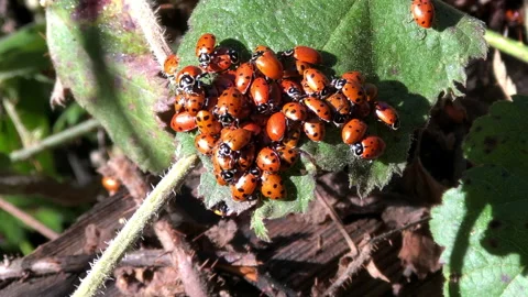 4K HD video Close up of Ladybugs on stinging nettle leaf Stock Footage 148057182