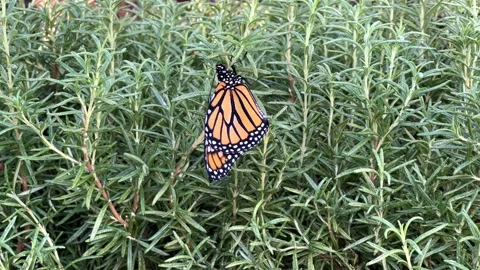 4K HD video Monarch  Butterfly on Rosemary Stock Footage 322073706