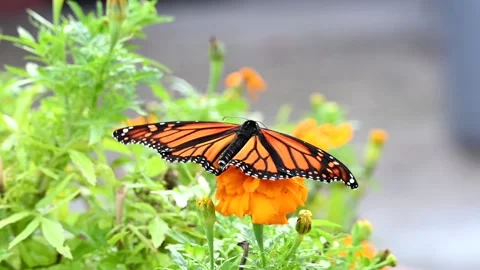 4K HD Video Monarch Butterfly Attempting Flight Stock Footage 322073733