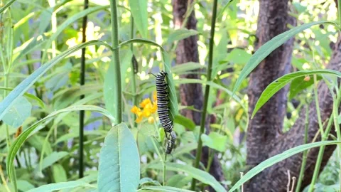 4K HD Video Monarch Caterpillars on milkweed plants Stock Footage 322073633