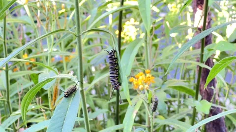 4K HD Video Monarch Caterpillars on milkweed plants Stock Footage 322073641