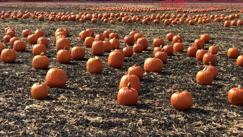 4K HD video Pumpkin patch ripe pumpkins in dirt Stock Footage 163568777