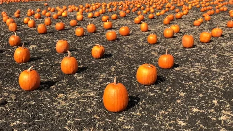 4K HD video Pumpkin patch  zooming in as sky becomes dark Stock Footage 163569135
