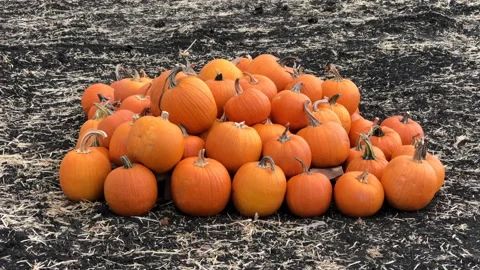 4K HD video Pumpkin patch zooming in on pile of pumpkins Vídeos de archivo 163577138