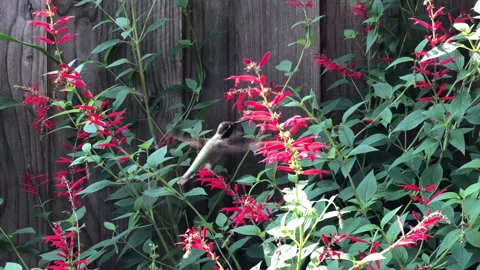 4K HD video Ruby Throated Hummingbird and a honey bee competing for same flower Stock Footage 140929913