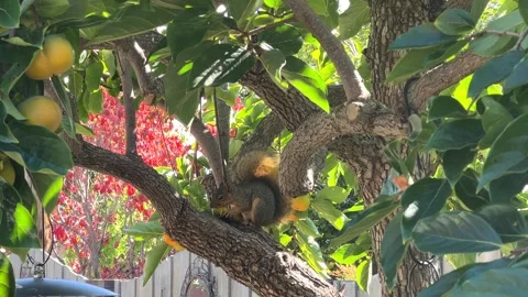 4K HD Video of a  Squirrel in a Persimmon Tree Stock Footage 322073669