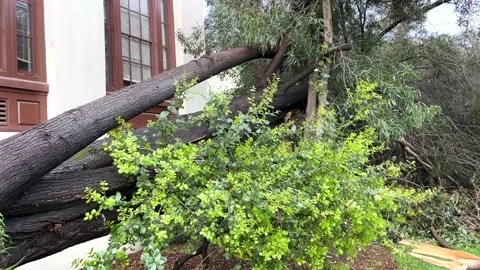 4K HD video Storm Damaged root bound tree blown out of concrete planter Video stock 236774510