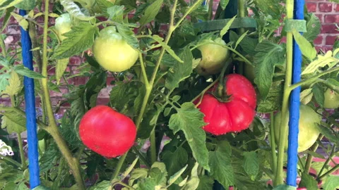 4K HD Video Tomatoes growing hands picking Stock Footage 137138365