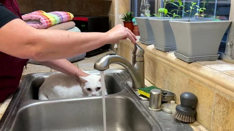 4K HD video of white cat being bathed in kitchen sink rinsing cat Stock Footage 229186404