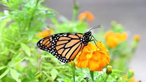 4K HD Video zooming in on a Monarch Butterfly Stock Footage 322073731