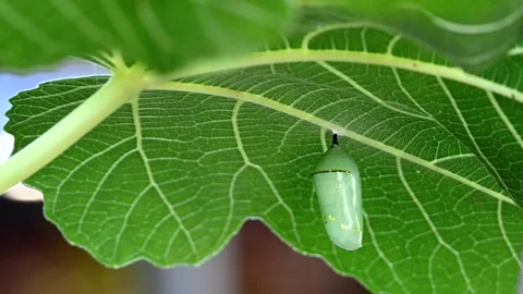 4K HD Video zooming in on a Monarch Chrysalis Stock Footage 322073732
