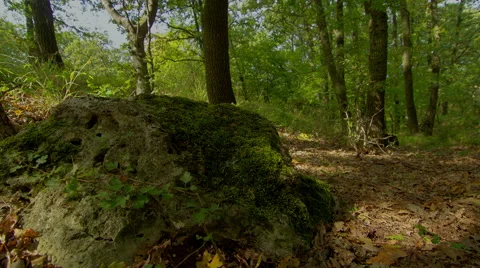 4K HDR Forest Time Lapse Shot Motorized Slider. Stock Footage 42392976