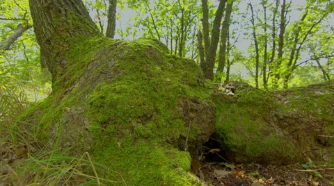 4K HDR Forest Time Lapse Shot Motorized Slider. Stock Footage 42393377