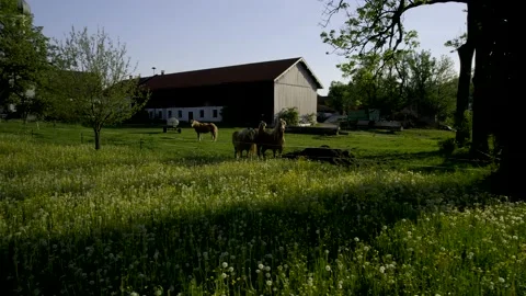 4k HDR from Spring Meadow of curios Haflinger Horses looking 10Bit Stock Footage 198416096