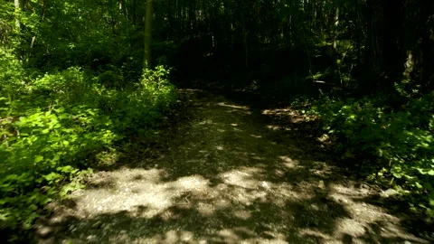 4k HDR Walking through Forest at Day in Summer 10Bit Stock Footage 198414771
