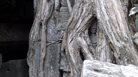 4K, Head of Buddha statue in the tree roots at Ta Prohm temple. Cambodia.-Dan Stock Footage 119060152