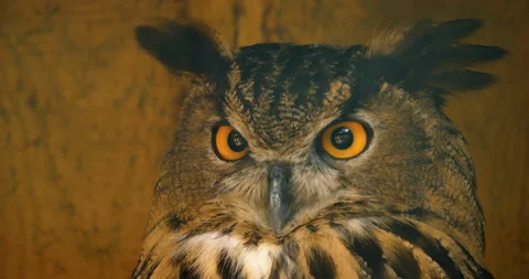 4K - Head of a eagle owl. Close-up Stock Footage 141873264