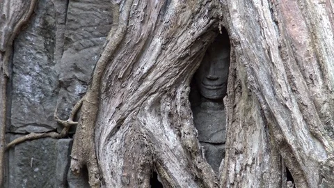 4K Head of sandstone Buddha statue nestled in tree roots at Ta Prohm temple.-Dan Stock Footage 119060187