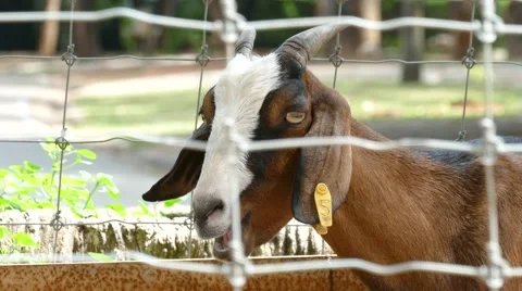 4k : The head of a young goat close-up. Stock Footage 66564918