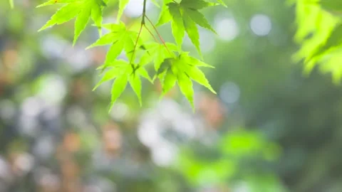 4K Healing Spring Scene with Sunlit Green Maple Leaves Stock Footage 319629900