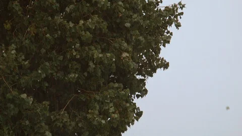 4K Heavy Rain, shot of the tree that moves under the rain Stock-Footage 99934461
