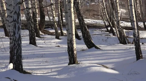 4K Heavy snow old trunk tree wood winter season explore woodland wild nature day Stock Footage 54895613