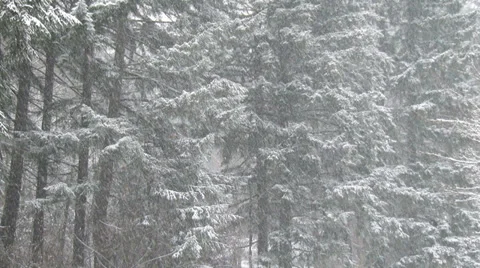 4K Heavy Snowfall in a Forest Stock Footage 36830580