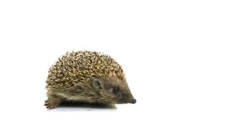 4K - Hedgehog looking into the camera Stock Footage 66568150