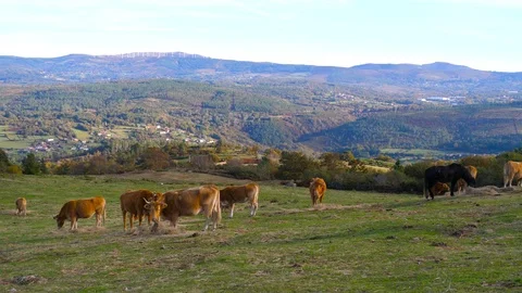 4K Herd of cows and horses grazing in a meadow in northern Spain at sunset Stock Footage 106929353