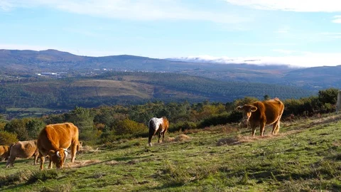 4K Herd of cows and horses grazing in a meadow in northern Spain at sunset Stock Footage 106929366