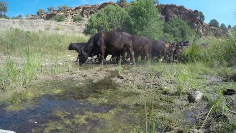 4k, herd of cows going through a natural watering hole in a Texas territory Stock-Footage 99362863