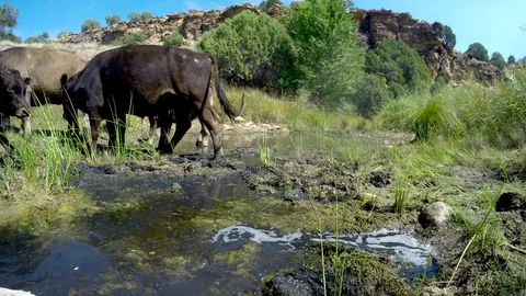 4k, herd of cows going through a natural watering hole in a Texas territory Stock Footage 99362933