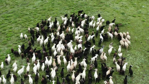4K Herd of Goats Vídeos de archivo 137647868