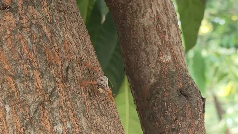 4k A herd of red ants helps to transport food on tree. Obtained by hunting 스톡 동영상 222570444