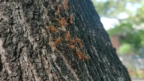 4k A herd of red ants helps to transport victim on tree. Obtained by hunting 스톡 동영상 222570445