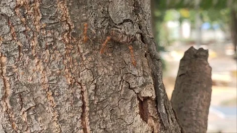 4k A herd of red ants helps to transport food on tree. 스톡 동영상 222570447