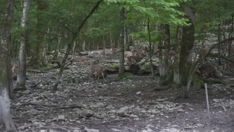 4K. A herd of spotted deer on the background of wild nature. Stock Footage 146316571
