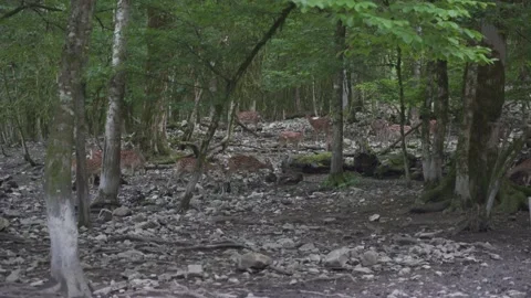 4K. A herd of spotted deer on the background of wild nature. Stock Footage 146316611