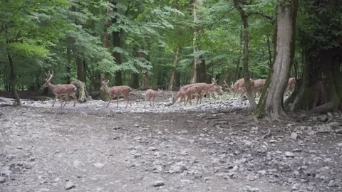 4K. A herd of spotted deer on the background of wild nature. Stock Footage 146316628