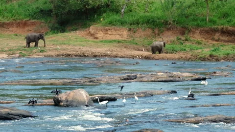 4K herons and ducks flying near river with elephants drinking in background Stock-Footage 196007583