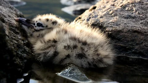 4K Herring Gull Larus argentatus chick young Norway, Norge. Stock Footage 323310495