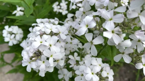 4k Hesperis matronalis. Dame's Rocket . White flower closeup. Stock Footage 157018830
