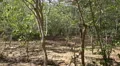 4k Hidden deers in Komodo island national park mangrove forest 4k or 4k+ Resolution