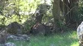 4k Hidden Komodo dragon zoom out resting under bush shadow in rocky Rinca island 4k or 4k+ Resolution