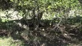 4k Hidden Komodo dragon zoom in resting under bush shadow in rocky Rinca island 4k or 4k+ Resolution