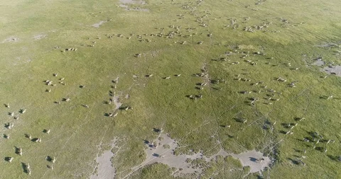 4K high aerial view of a herd of migrating zebra moving across the Makgadikgadi Stock Footage 95196852