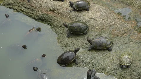 4K high angle shot of Asian pond turtles swimming and basking on a rock 스톡 동영상 337090182